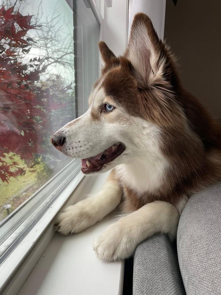 Enlarge Skye, a Adoptable mixed breed in Groveland, MA image 1/4