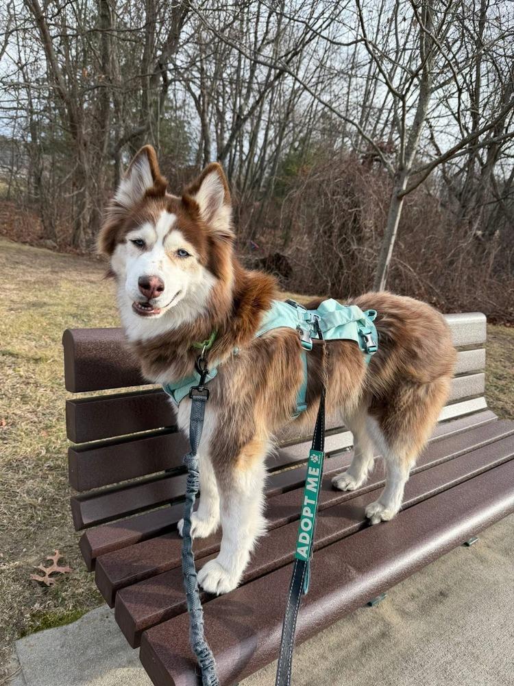 Enlarge Skye, a Adoptable mixed breed in Groveland, MA image 2/4