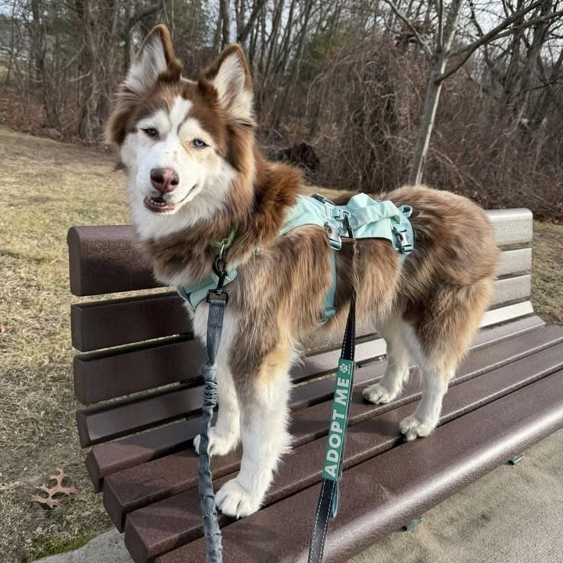 Enlarge Skye, a Adoptable mixed breed in Groveland, MA image 4/4