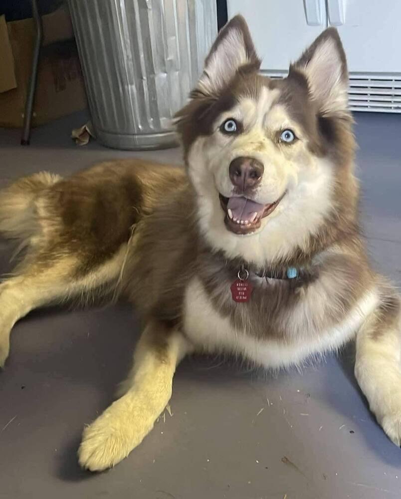 Enlarge Skye, a Adoptable mixed breed in Groveland, MA image 4/6