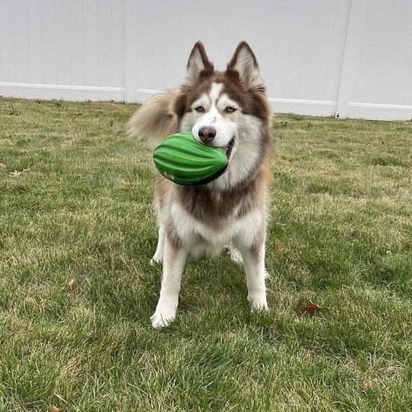 Enlarge Skye, a Adoptable mixed breed in Groveland, MA image 5/6