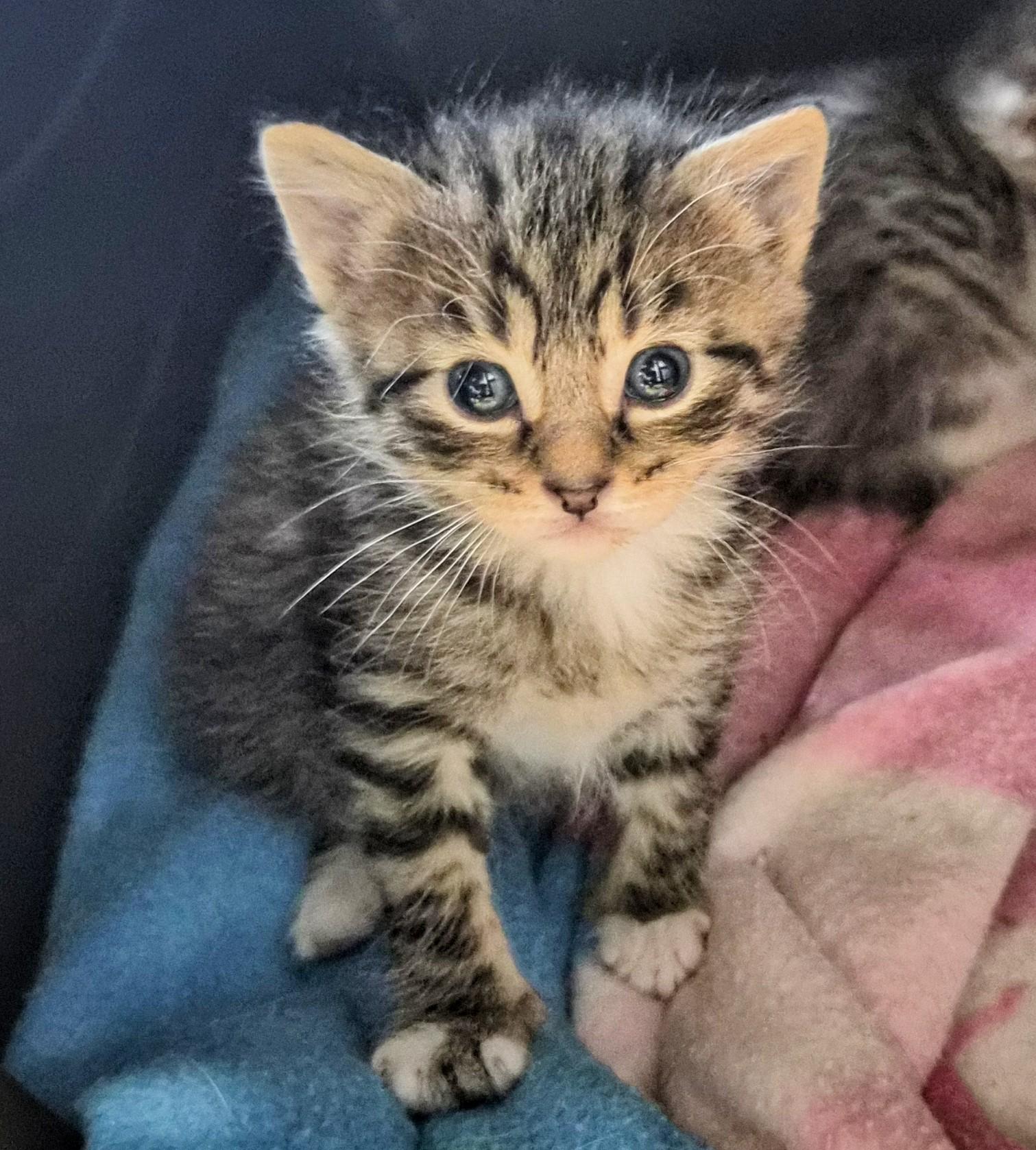 Enlarge Jare Bear, a ADOPTABLE Domestic Short Hair in Waverly, IA image 1/3