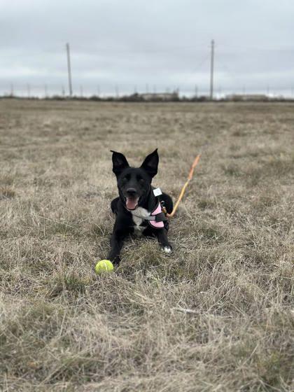 Enlarge Deli, a Adoptable mixed breed in Moses Lake, WA image 1/2