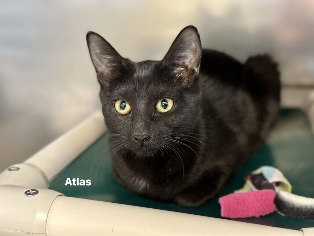 Atlas, Adoptable, Kitten Female Domestic Short Hair.