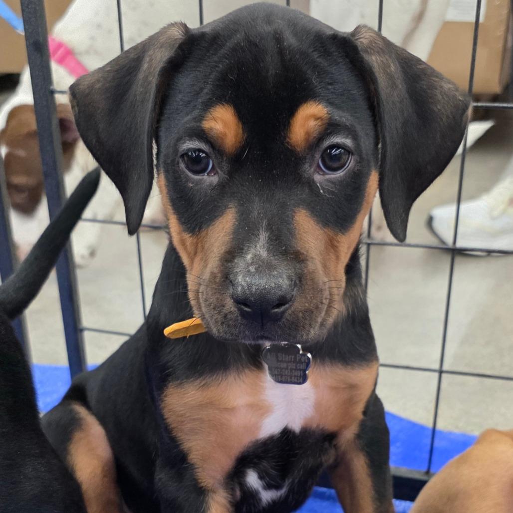 Charlie — thumbnail 2