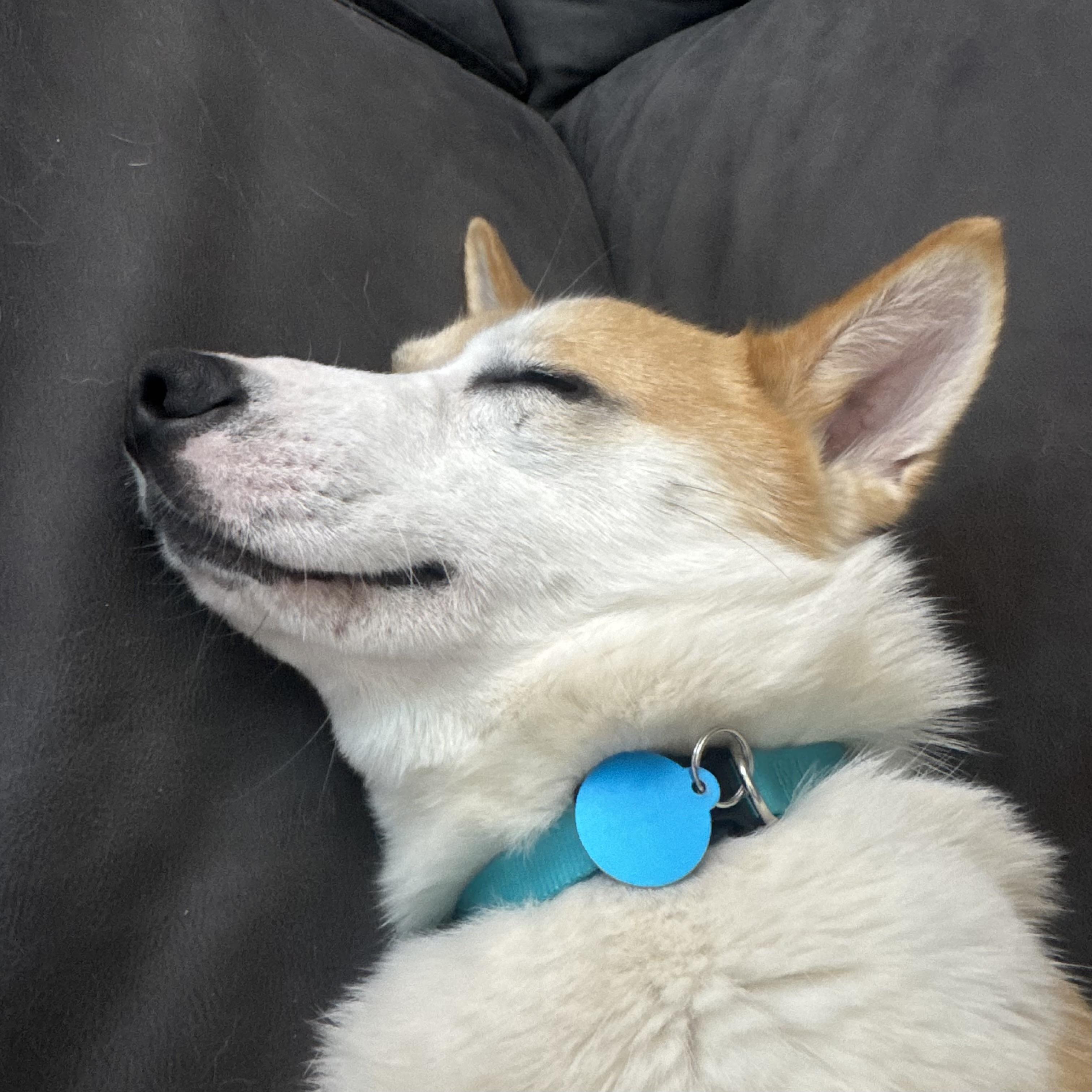 Enlarge Todd, an adopted mixed breed in Toronto, ON image 5/6