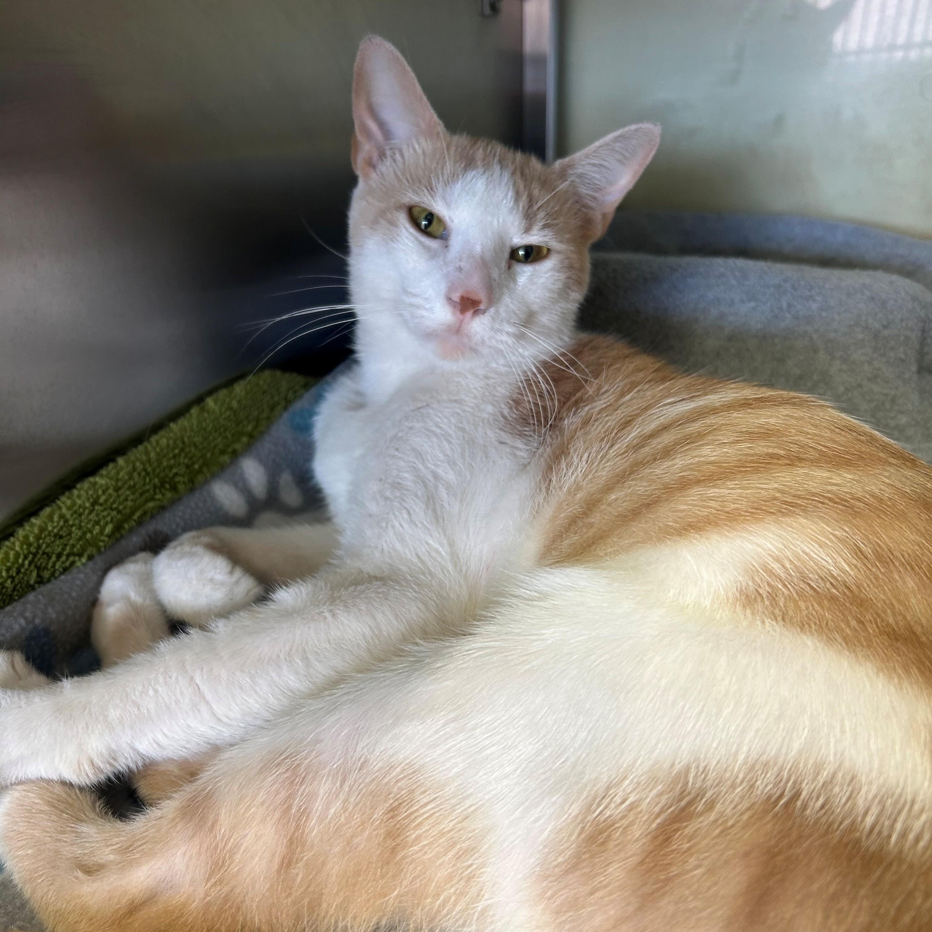 Ringo, adopted, Young Male Domestic Short Hair.