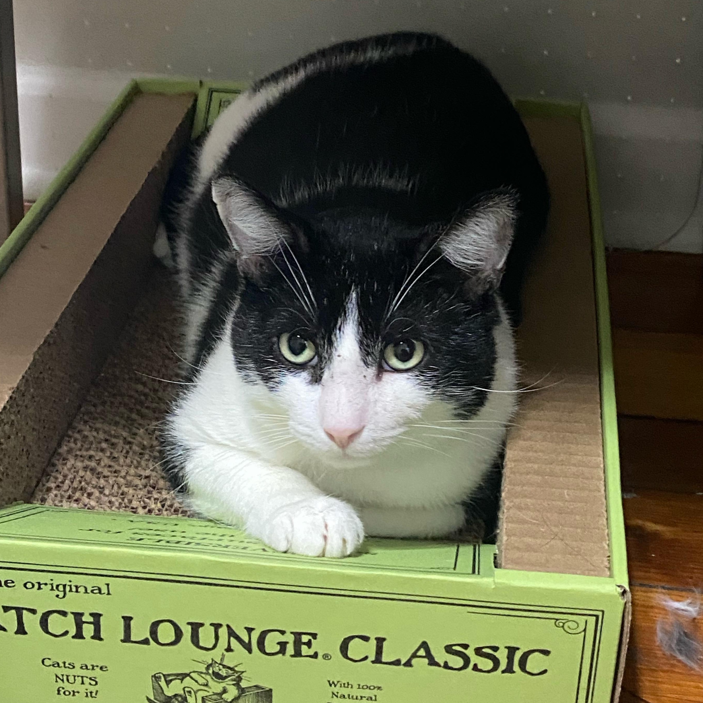 Enlarge Bingo, a Adoptable Domestic Short Hair in Baltimore, MD image 4/6