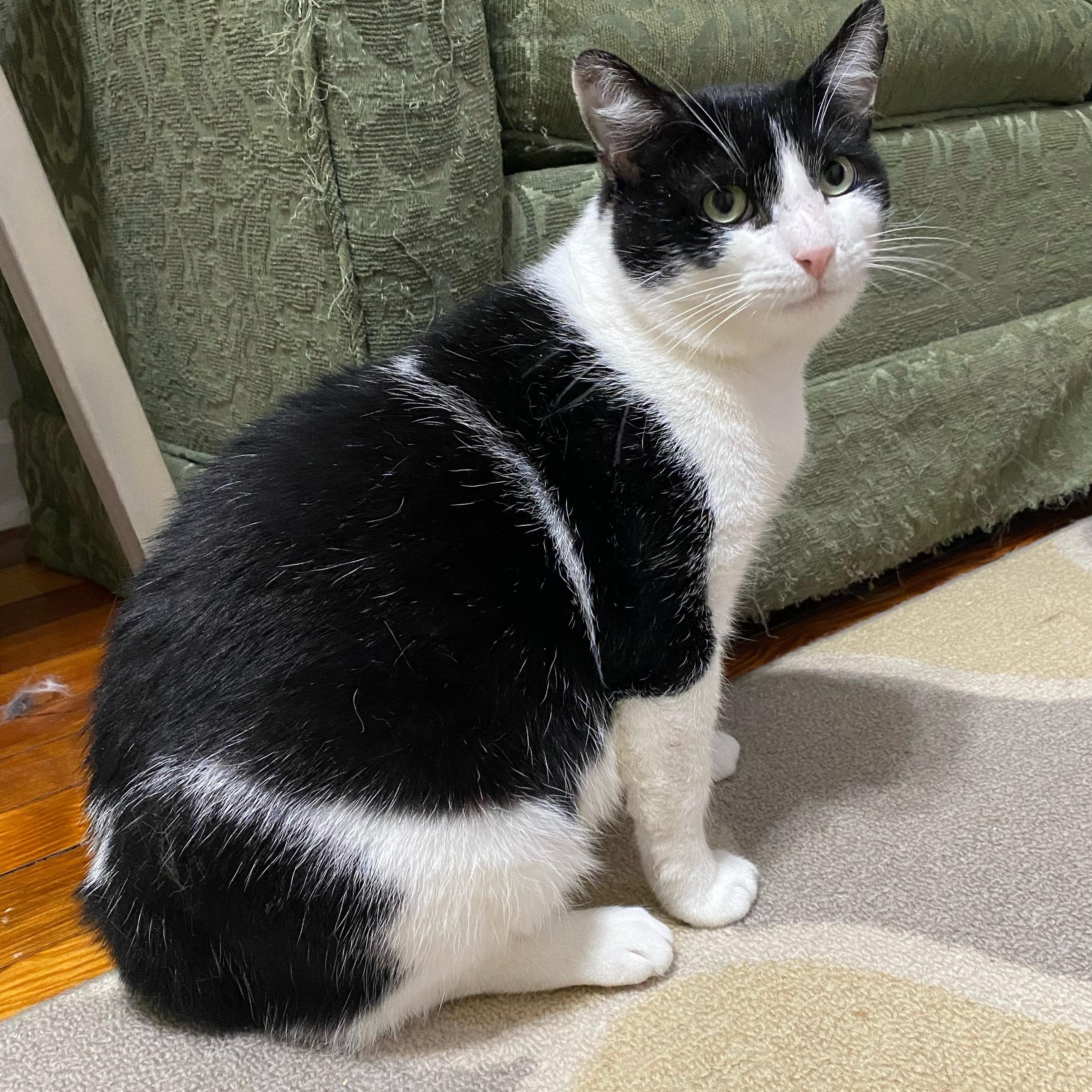 Enlarge Bingo, a Adoptable Domestic Short Hair in Baltimore, MD image 5/6