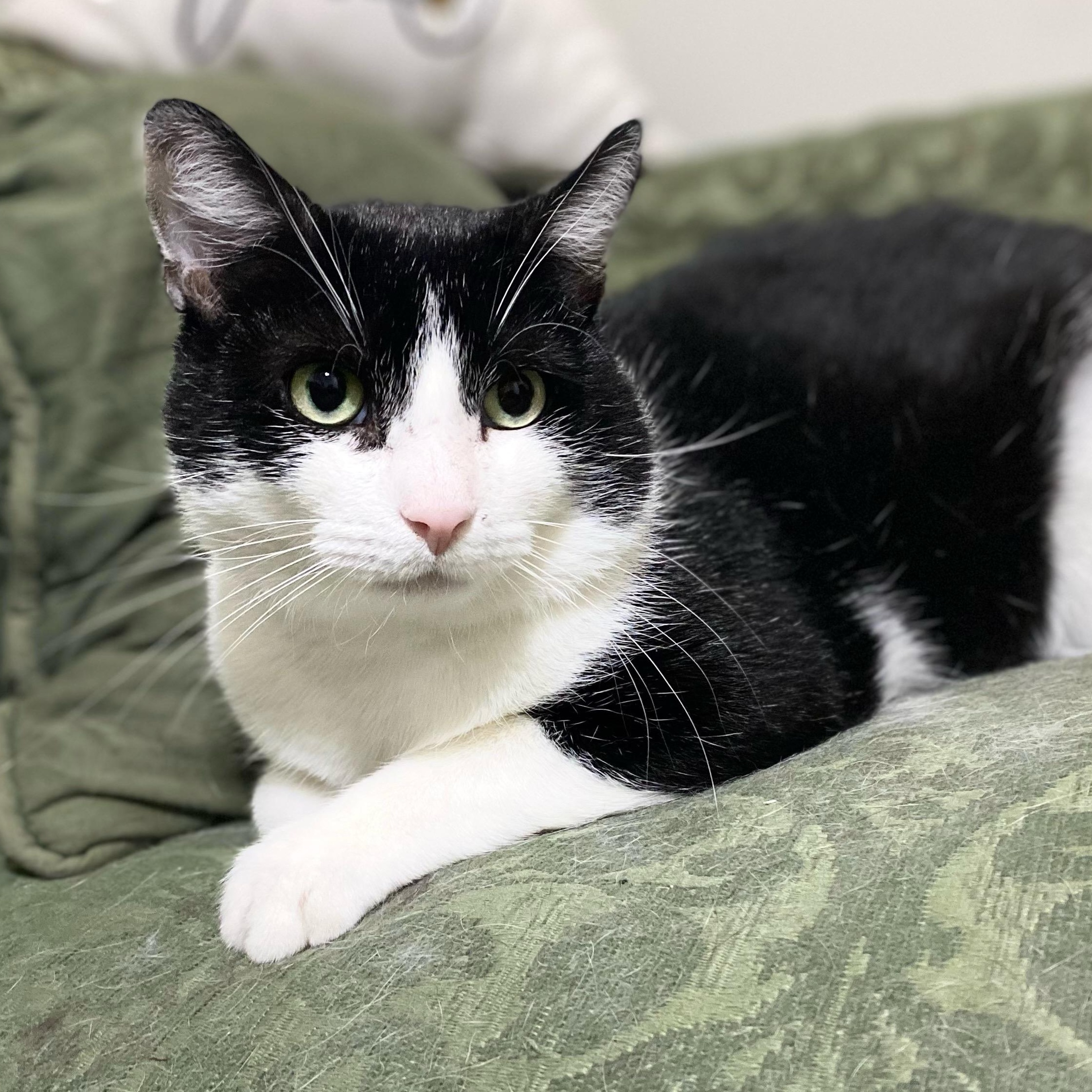 Bingo, Adoptable, Adult Male Domestic Short Hair.