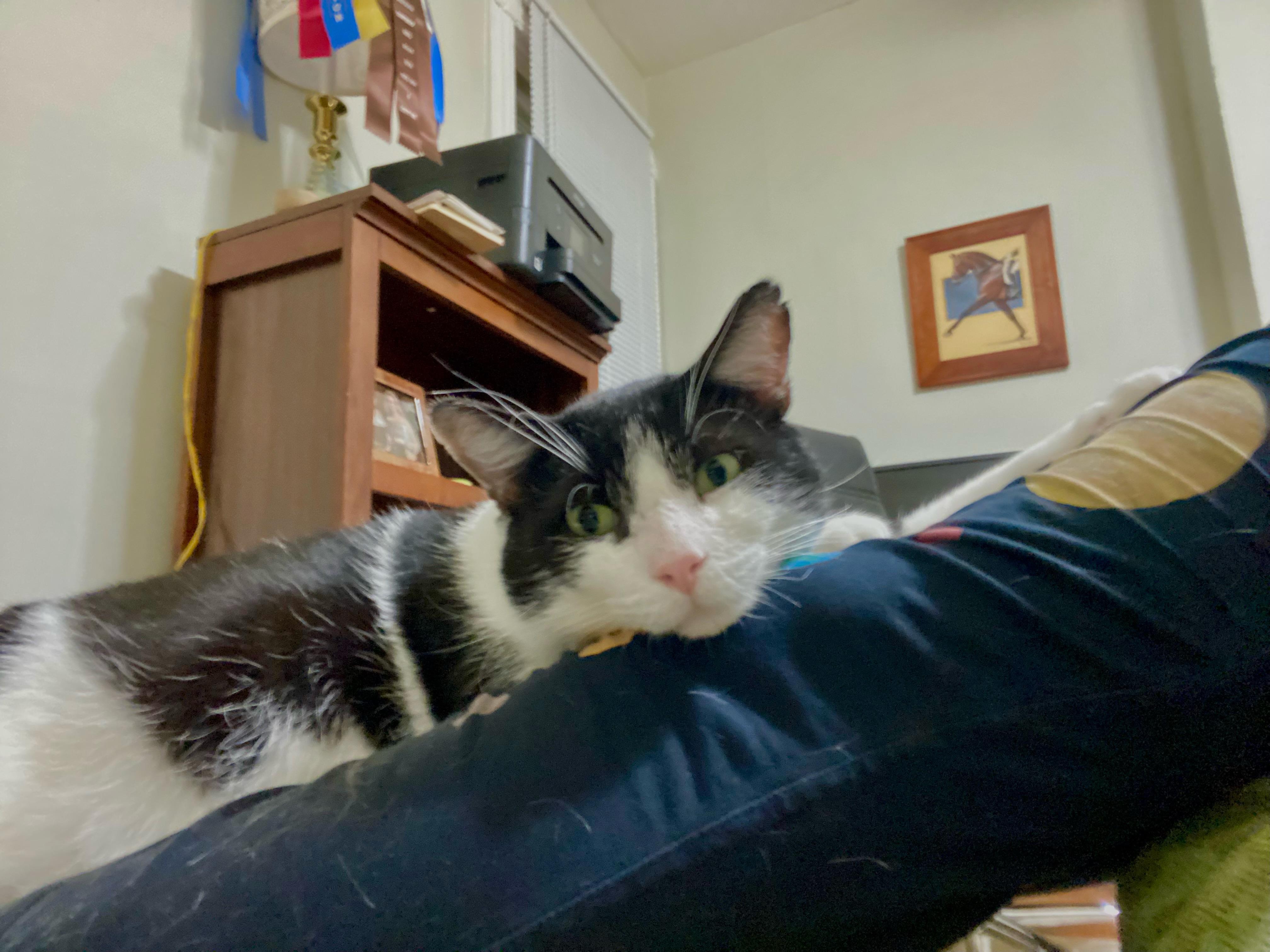 Enlarge Bingo, a Adoptable Domestic Short Hair in Baltimore, MD image 6/6