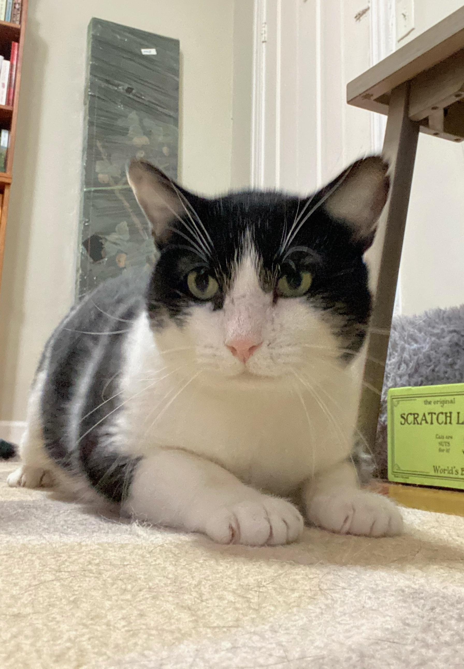 Bingo, Adoptable, Adult Male Domestic Short Hair.