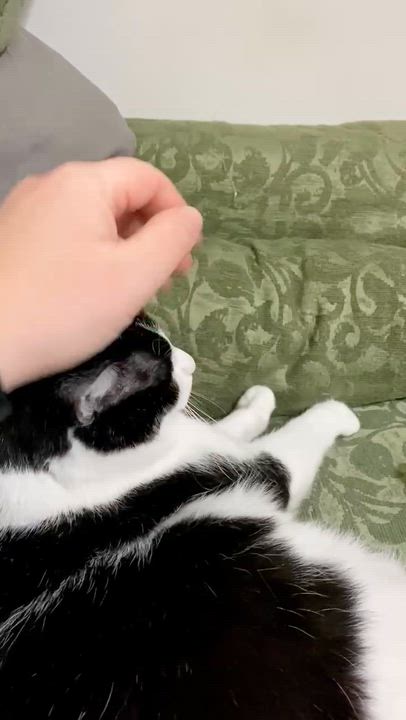 Enlarge Bingo, a Adoptable Domestic Short Hair in Baltimore, MD video 3/6