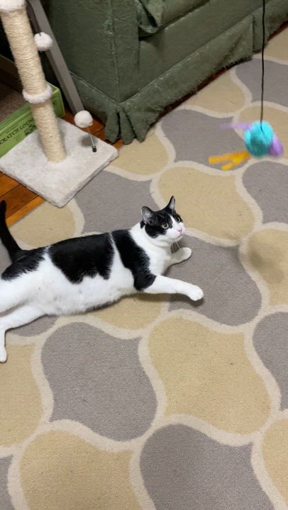 Enlarge Bingo, an adopted Domestic Short Hair in Baltimore, MD video 6/6