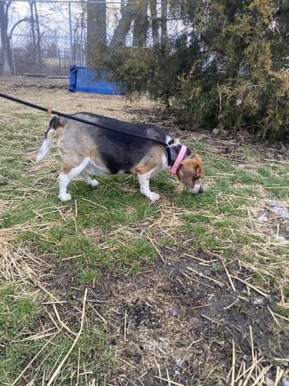 Enlarge Sky, a Adoptable mixed breed in Hobart, IN image 1/3