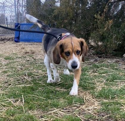 Enlarge Sky, a Adoptable mixed breed in Hobart, IN image 2/3