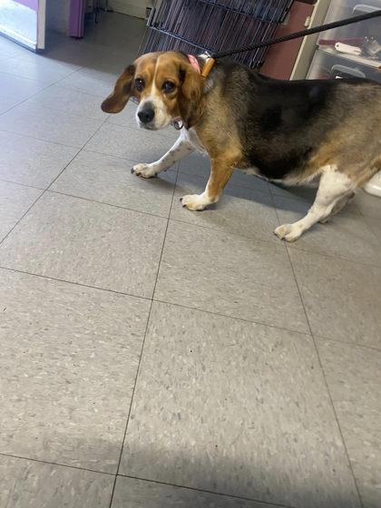 Enlarge Sky, a Adoptable mixed breed in Hobart, IN image 3/3