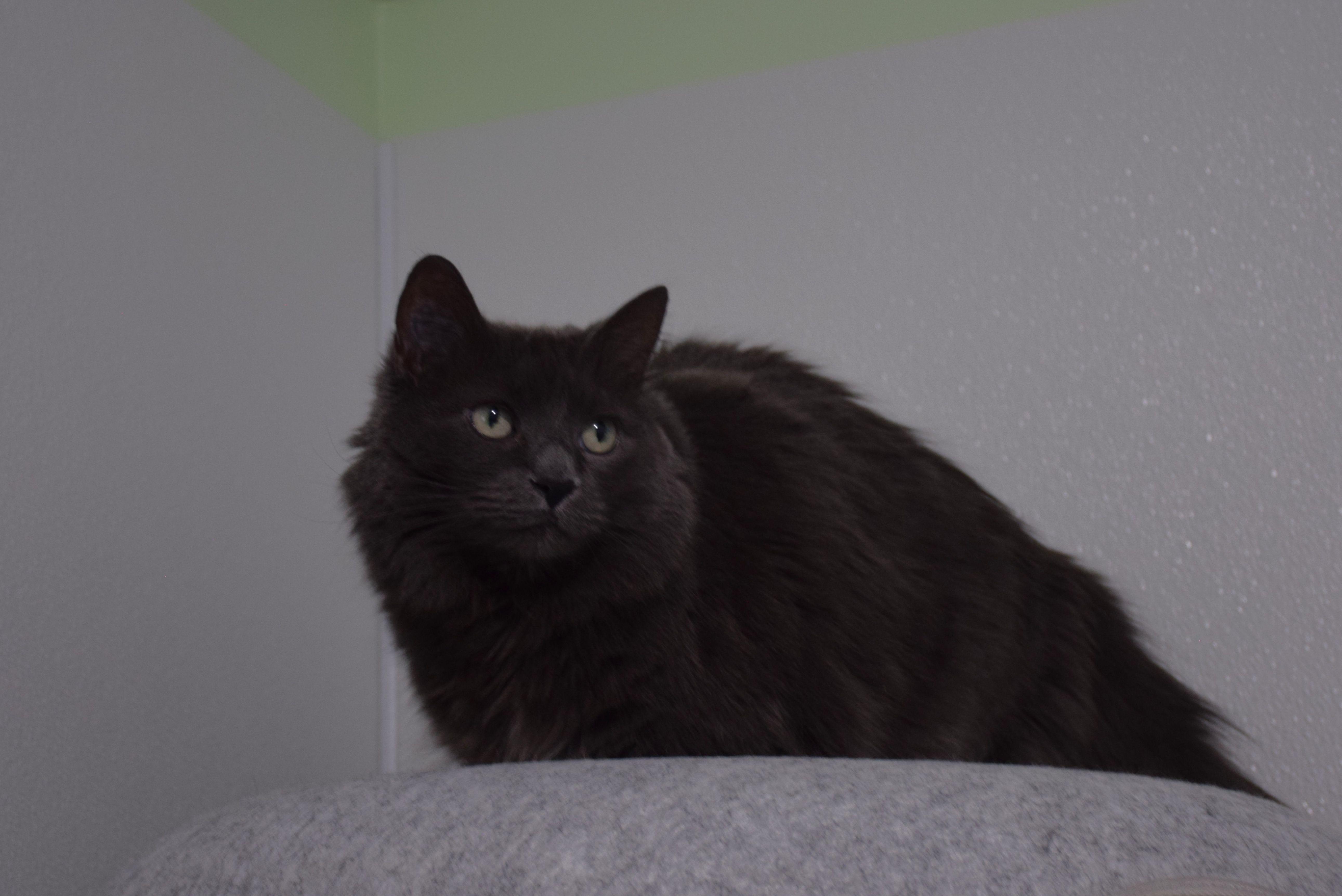 Enlarge Jenny, a ADOPTABLE Domestic Medium Hair in Claresholm, AB image 1/1