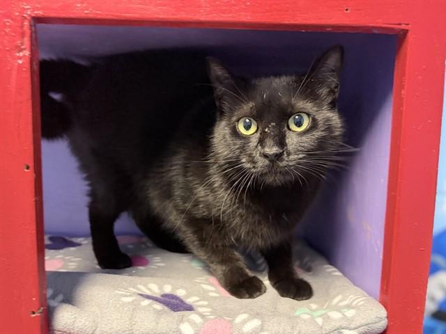 LIL BIT, Adoptable, Young Female Domestic Short Hair.