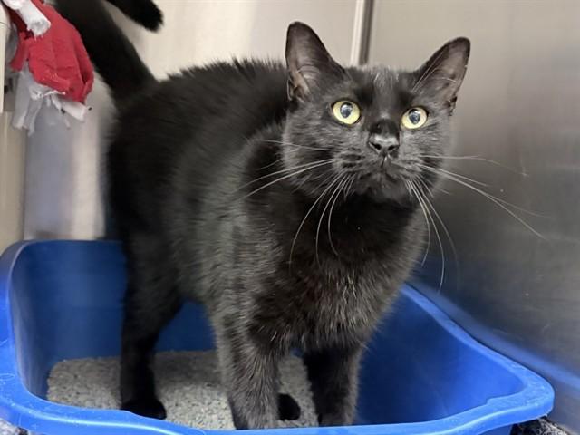 Enlarge LIL BIT, a Adoptable Domestic Short Hair in Ames, IA image 1/1
