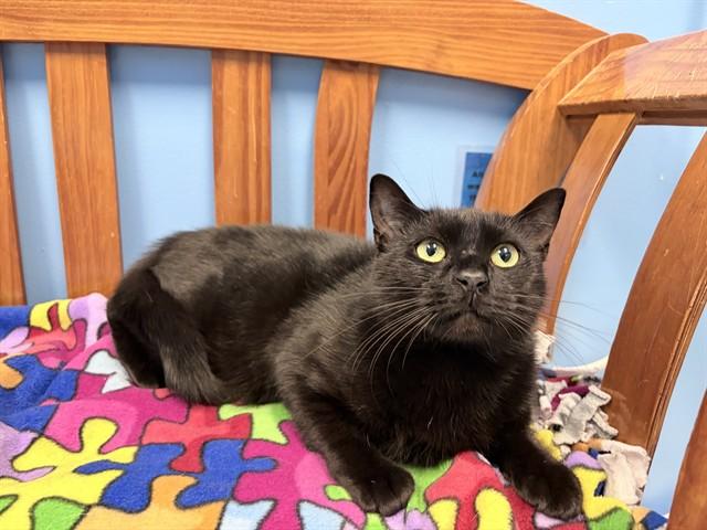 LIL BIT, Adoptable, Young Female Domestic Short Hair.