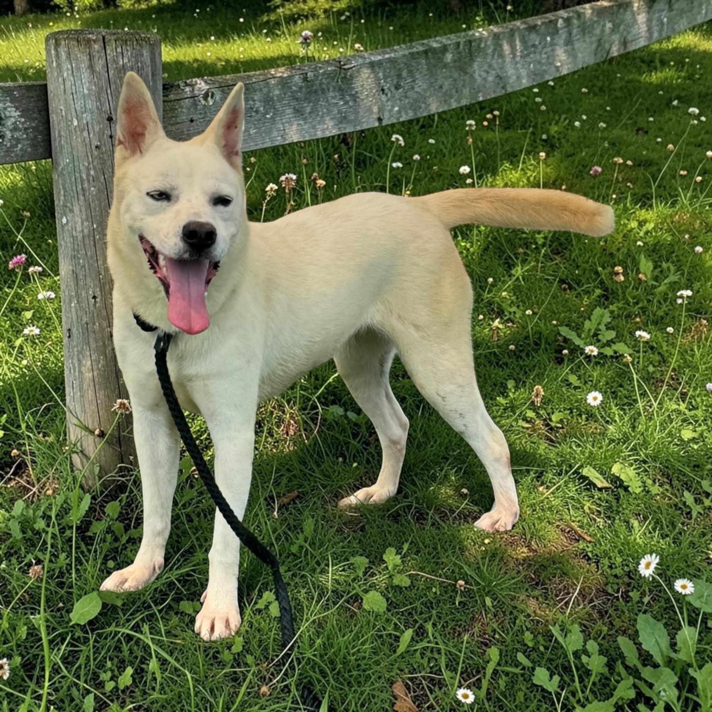Avery, a Adoptable mixed breed in Madison, WI image 4/4