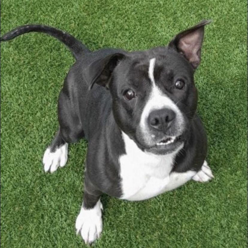 bing bong, Adult Male Pit Bull Terrier