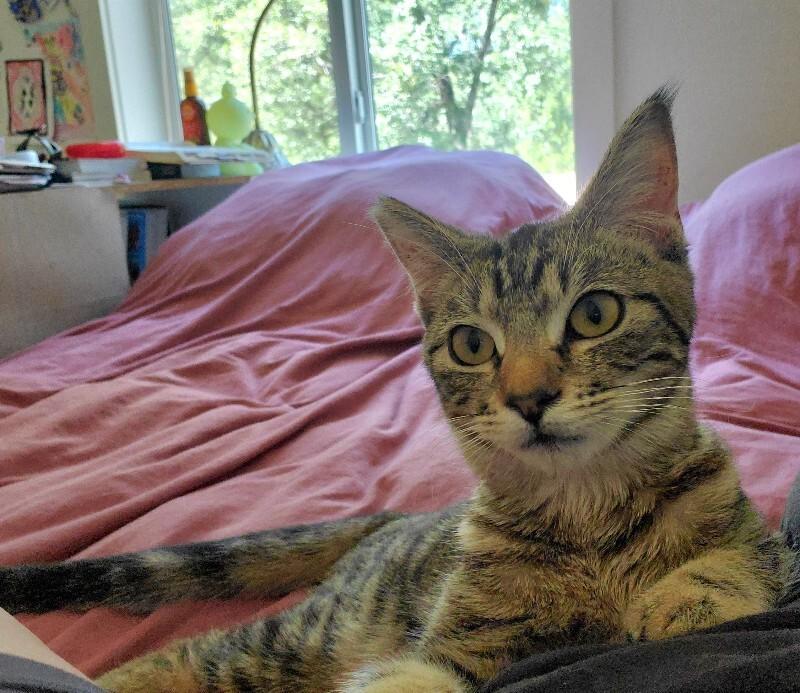 Enlarge Jody Foster, a Adoptable Domestic Short Hair in Diamond Springs, CA image 1/6