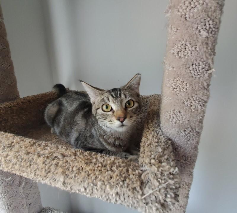 Enlarge Jody Foster, a Adoptable Domestic Short Hair in Diamond Springs, CA image 2/6