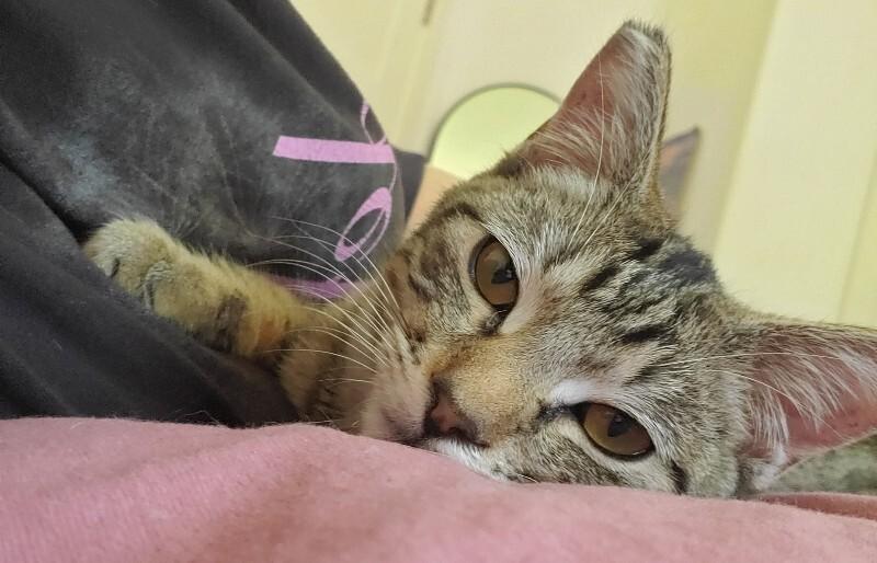 Enlarge Jody Foster, a Adoptable Domestic Short Hair in Diamond Springs, CA image 3/6