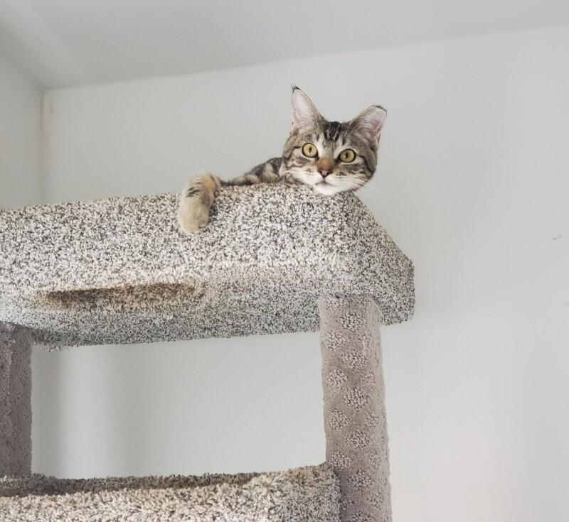 Enlarge Jody Foster, a Adoptable Domestic Short Hair in Diamond Springs, CA image 6/6