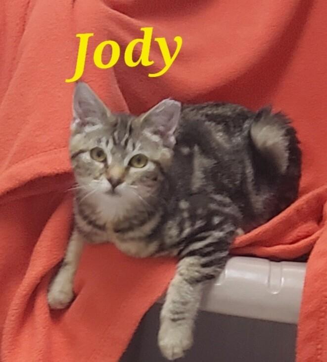 Enlarge Jody, a Adoptable Domestic Short Hair in Diamond Springs, CA image 2/5
