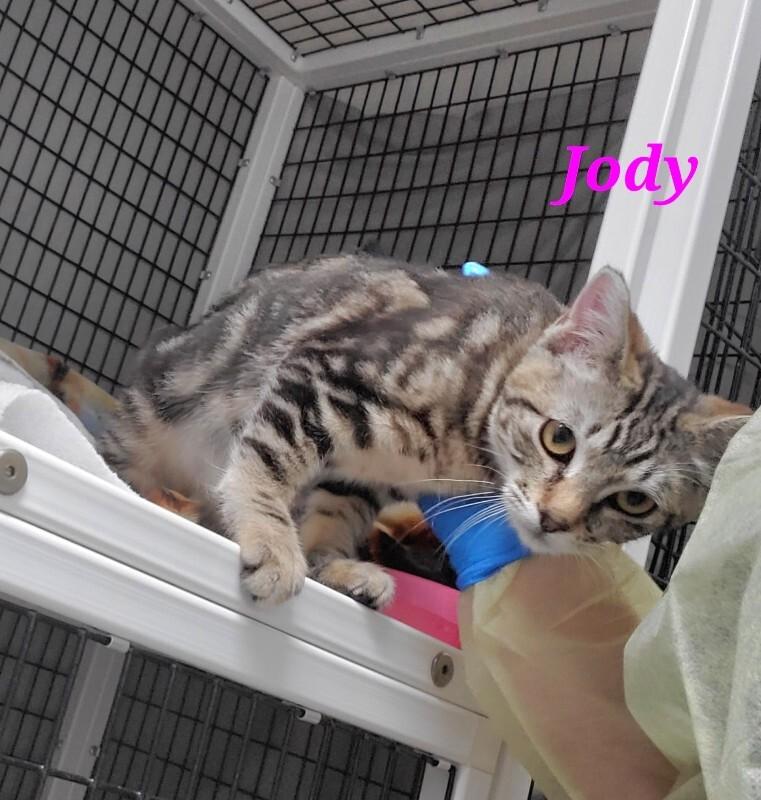 Enlarge Jody, a Adoptable Domestic Short Hair in Diamond Springs, CA image 3/5