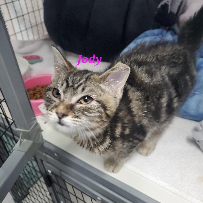 Enlarge Jody, a Adoptable Domestic Short Hair in Diamond Springs, CA image 4/5