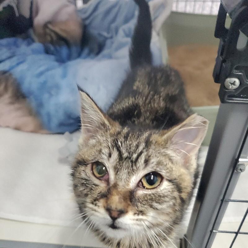 Enlarge Jody, a Adoptable Domestic Short Hair in Diamond Springs, CA image 5/5