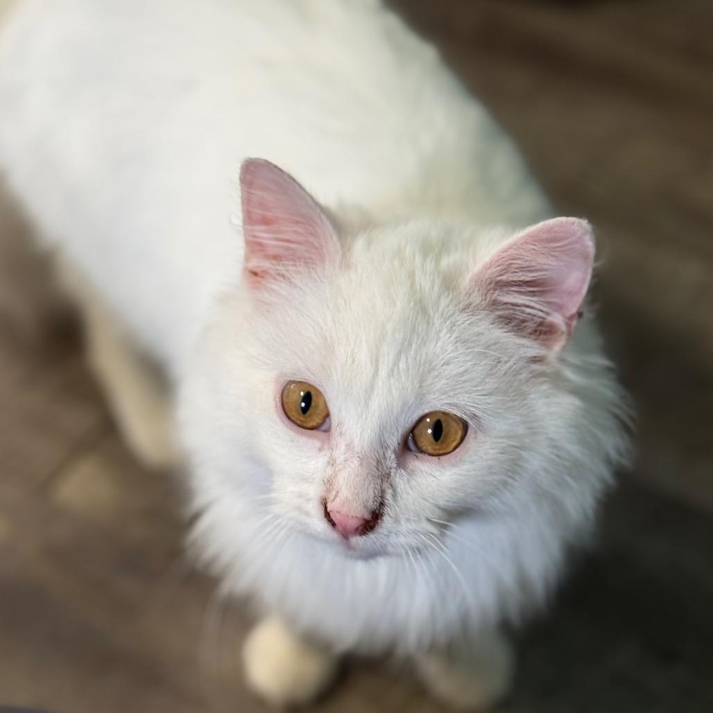 Falkor, Adoptable, Young Male Domestic Long Hair.