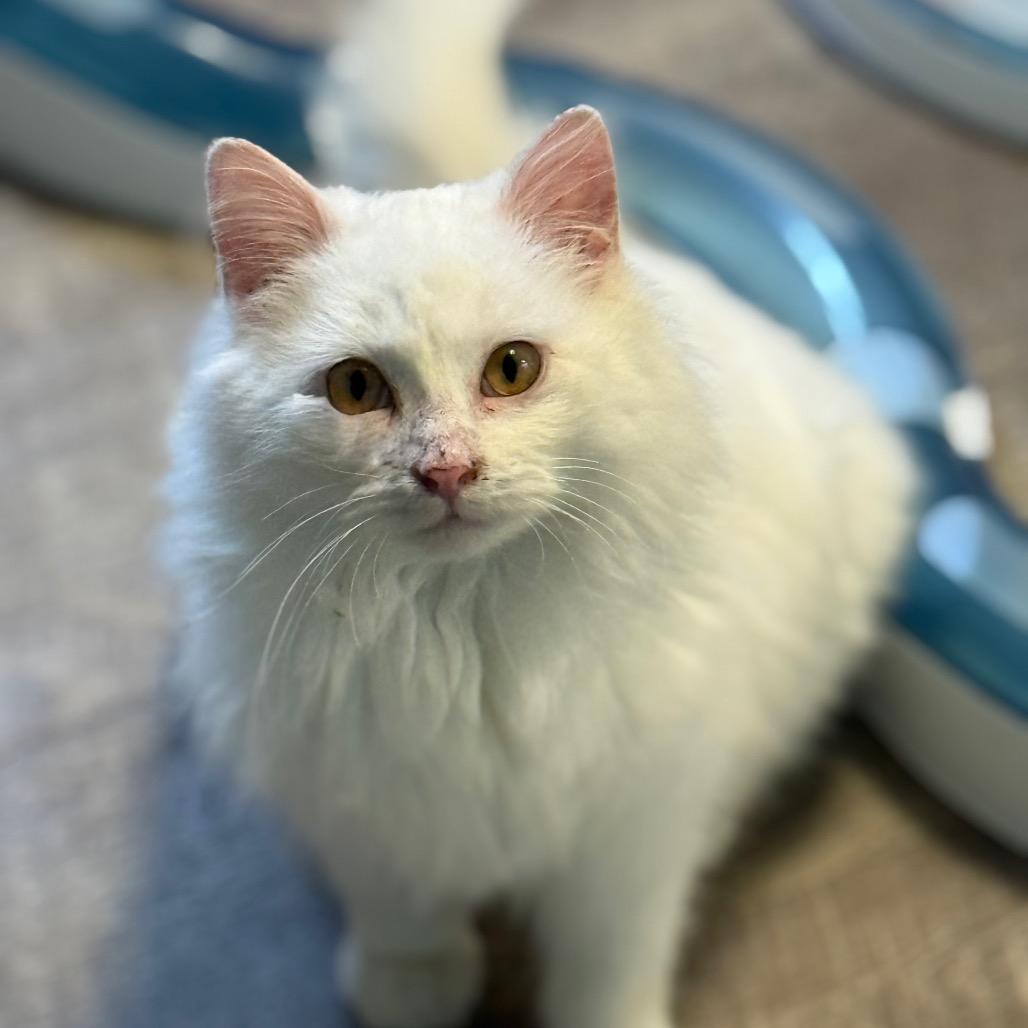 Falkor, a Adoptable Domestic Long Hair in Chariton, IA image 2/6