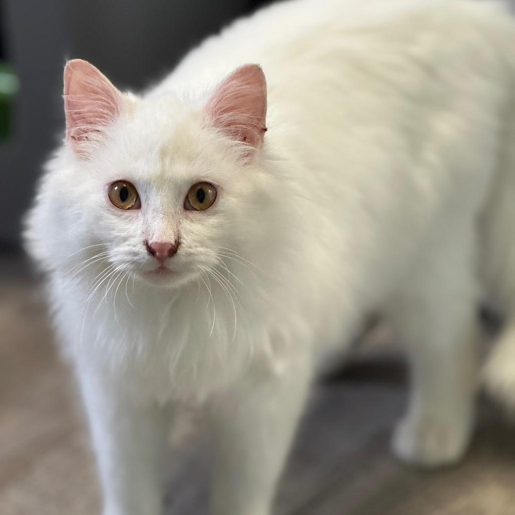 Falkor, a Adoptable Domestic Long Hair in Chariton, IA image 3/6