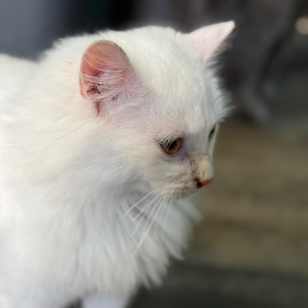 Falkor, a Adoptable Domestic Long Hair in Chariton, IA image 4/6