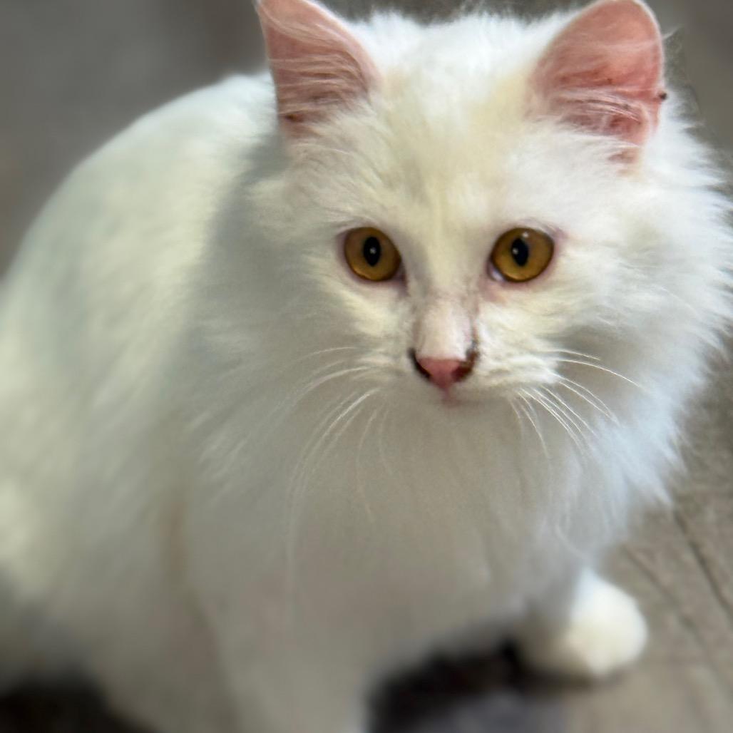 Falkor, a Adoptable Domestic Long Hair in Chariton, IA image 5/6