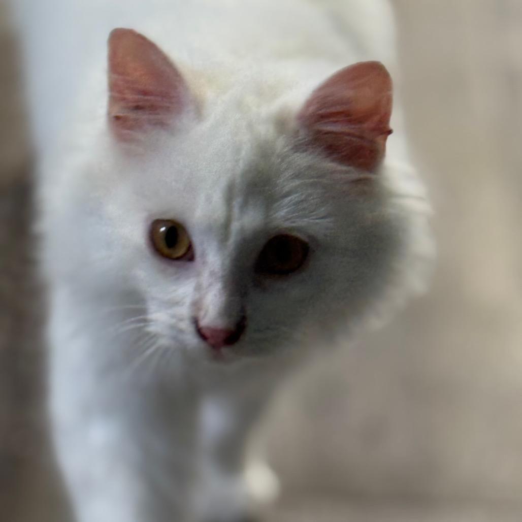 Falkor, a Adoptable Domestic Long Hair in Chariton, IA image 6/6