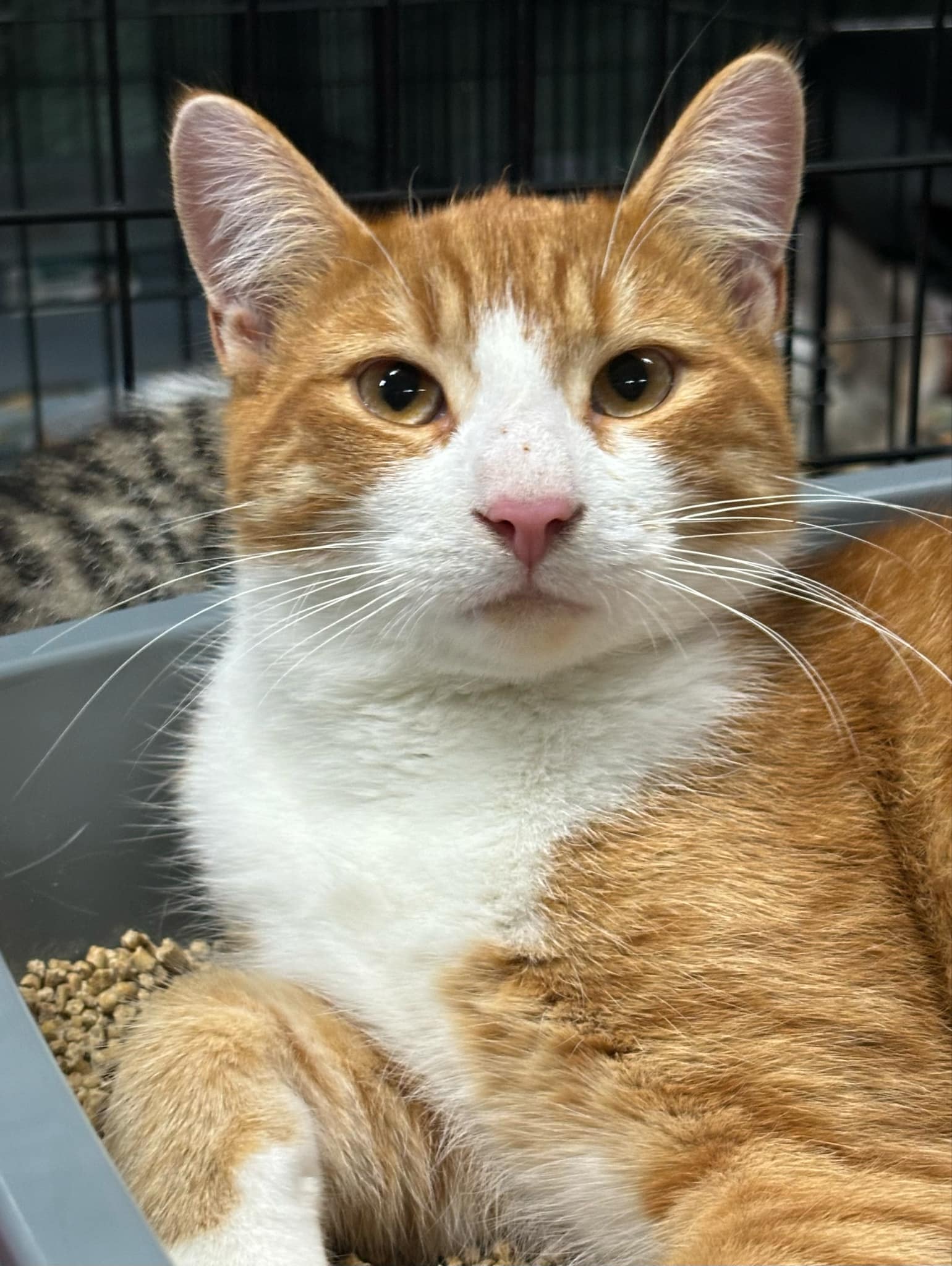 Enlarge NACHO, a Adoptable Domestic Short Hair in Tillsonburg, ON image 1/2