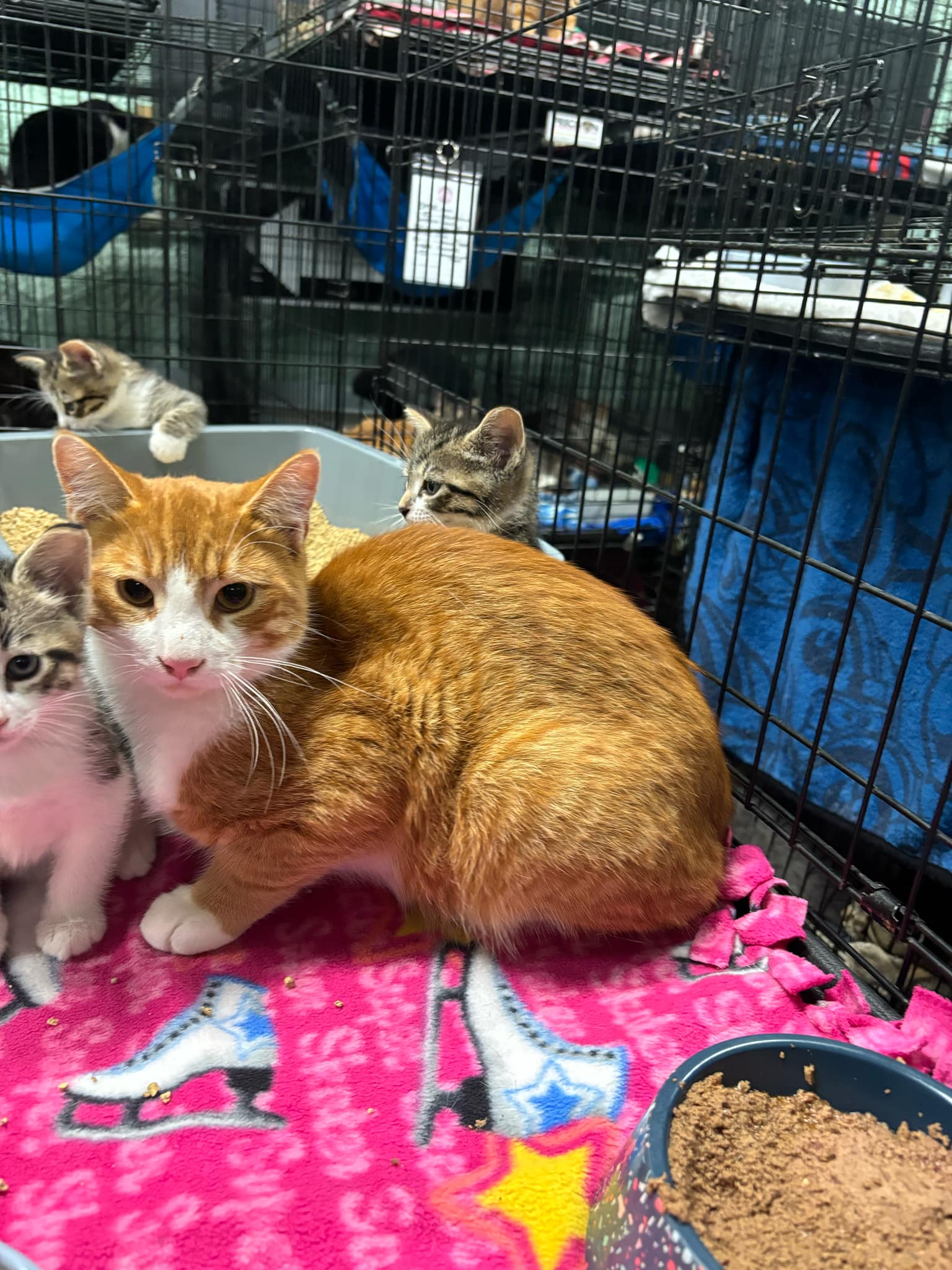 Enlarge NACHO, a Adoptable Domestic Short Hair in Tillsonburg, ON image 2/2