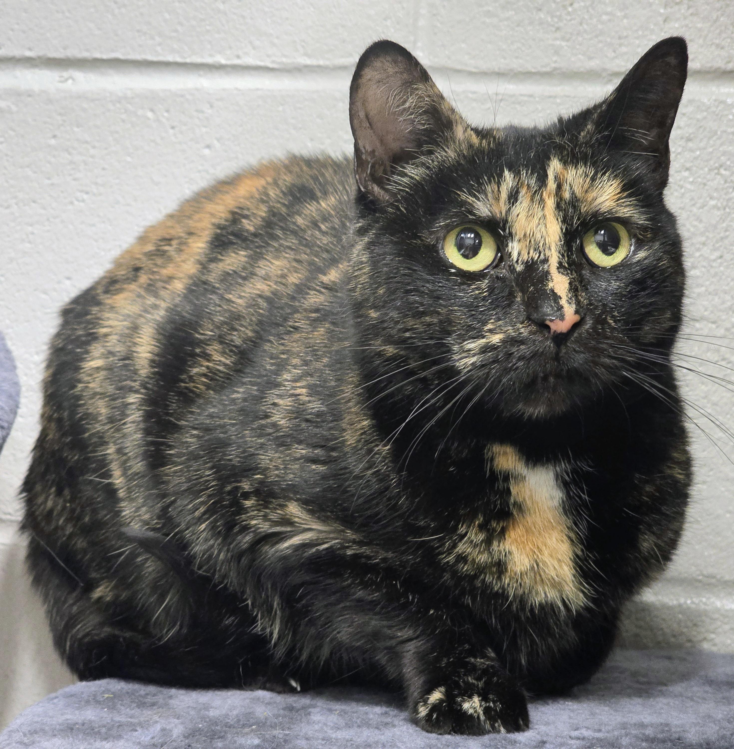 Enlarge 4-645 Turtle, a Adoptable mixed breed in Amityville, NY image 3/6