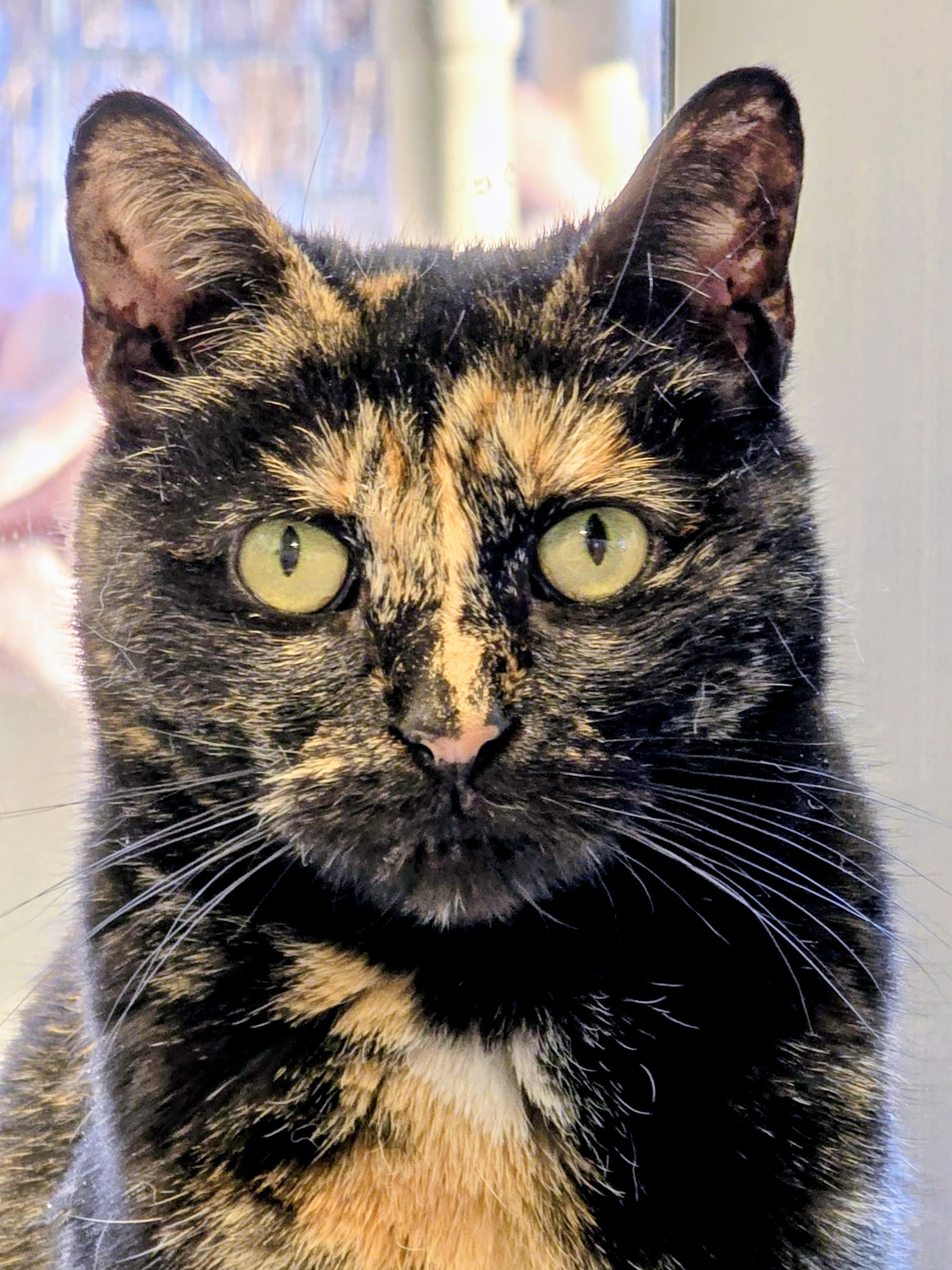 Enlarge 4-645 Turtle, a Adoptable mixed breed in Amityville, NY image 2/6