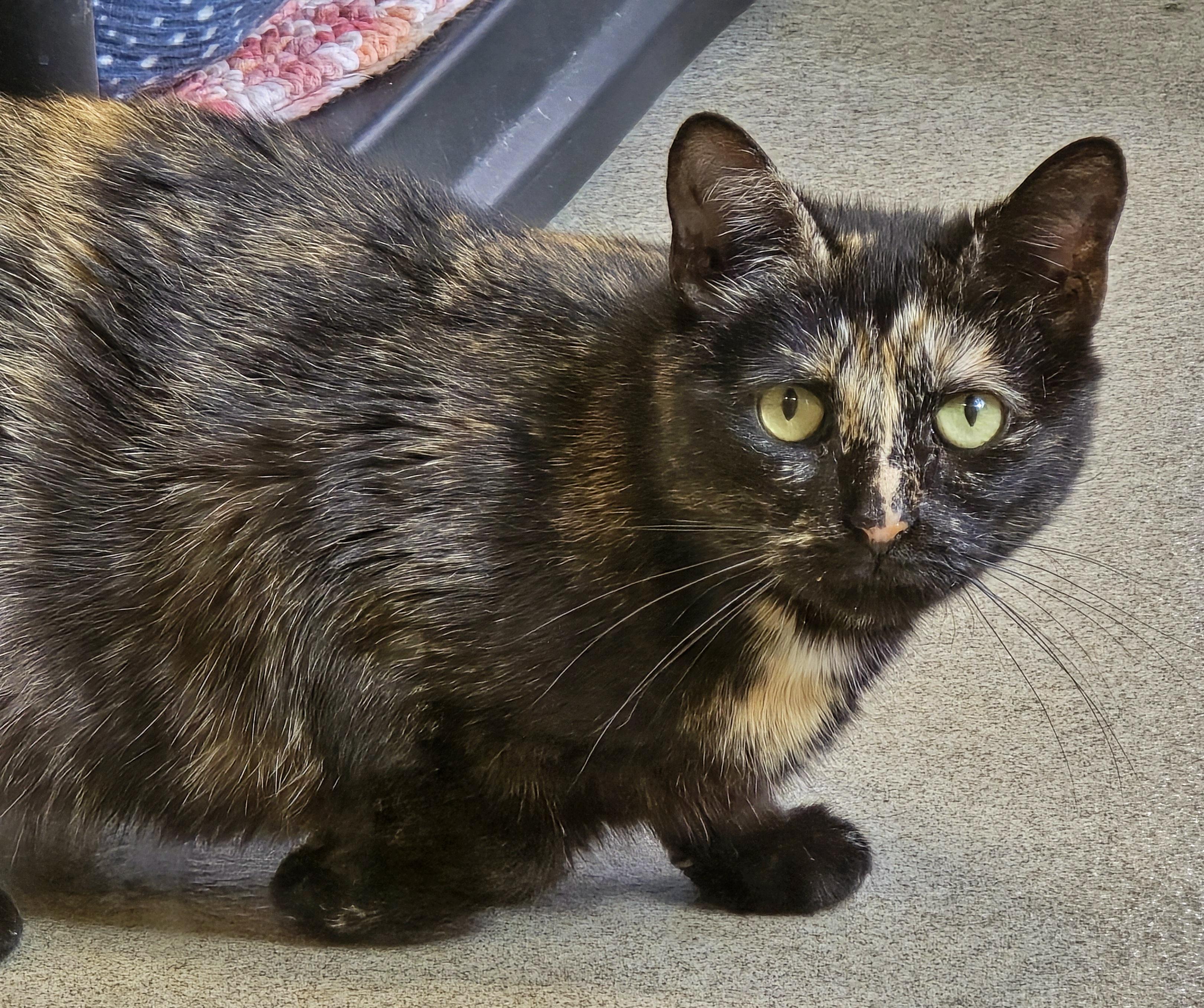 Enlarge 4-645 Turtle, a Adoptable mixed breed in Amityville, NY image 6/6