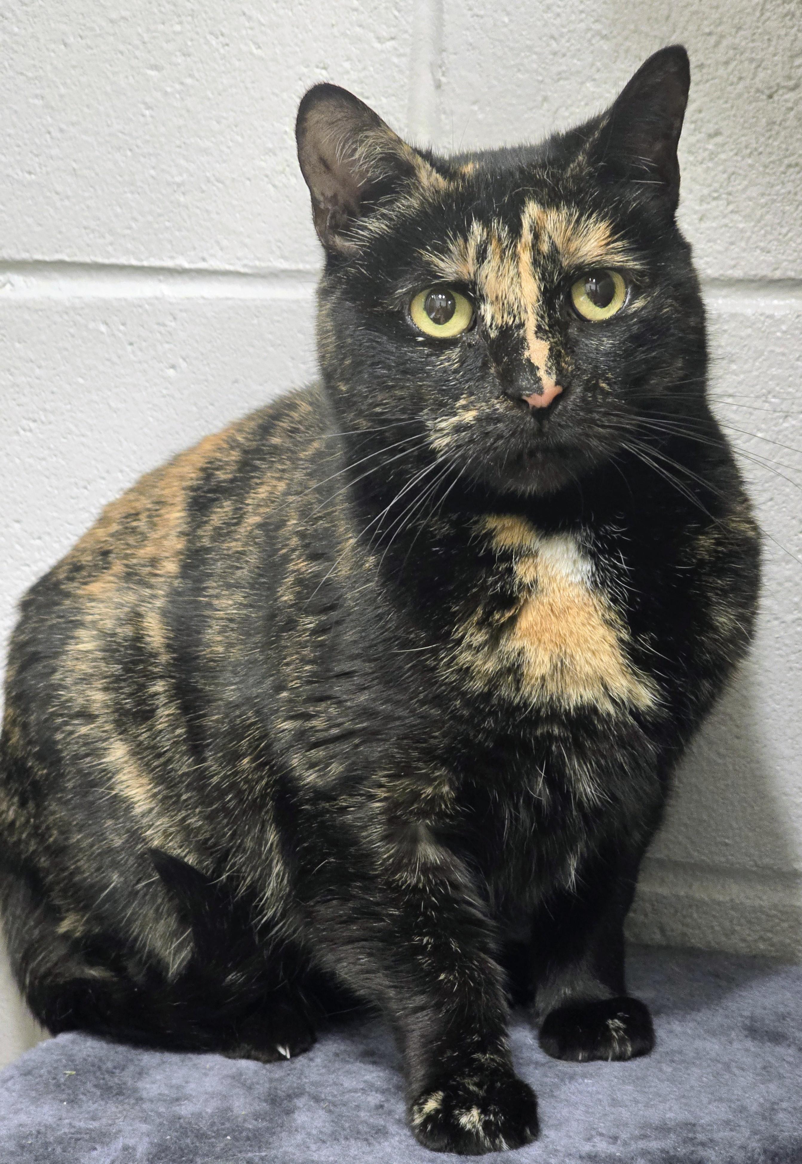 Enlarge 4-645 Turtle, a Adoptable mixed breed in Amityville, NY image 4/6