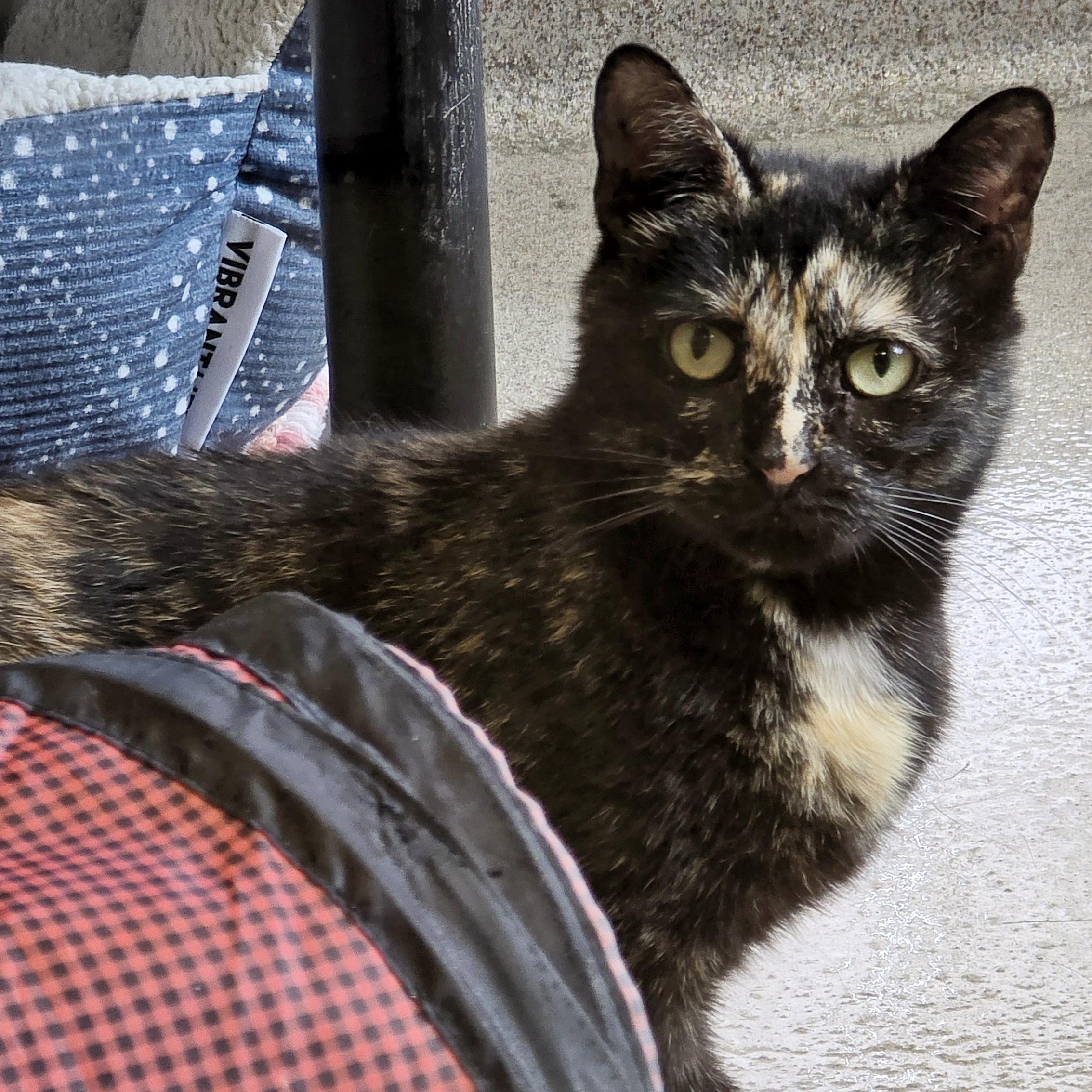 Enlarge 4-645 Turtle, a Adoptable mixed breed in Amityville, NY image 5/6