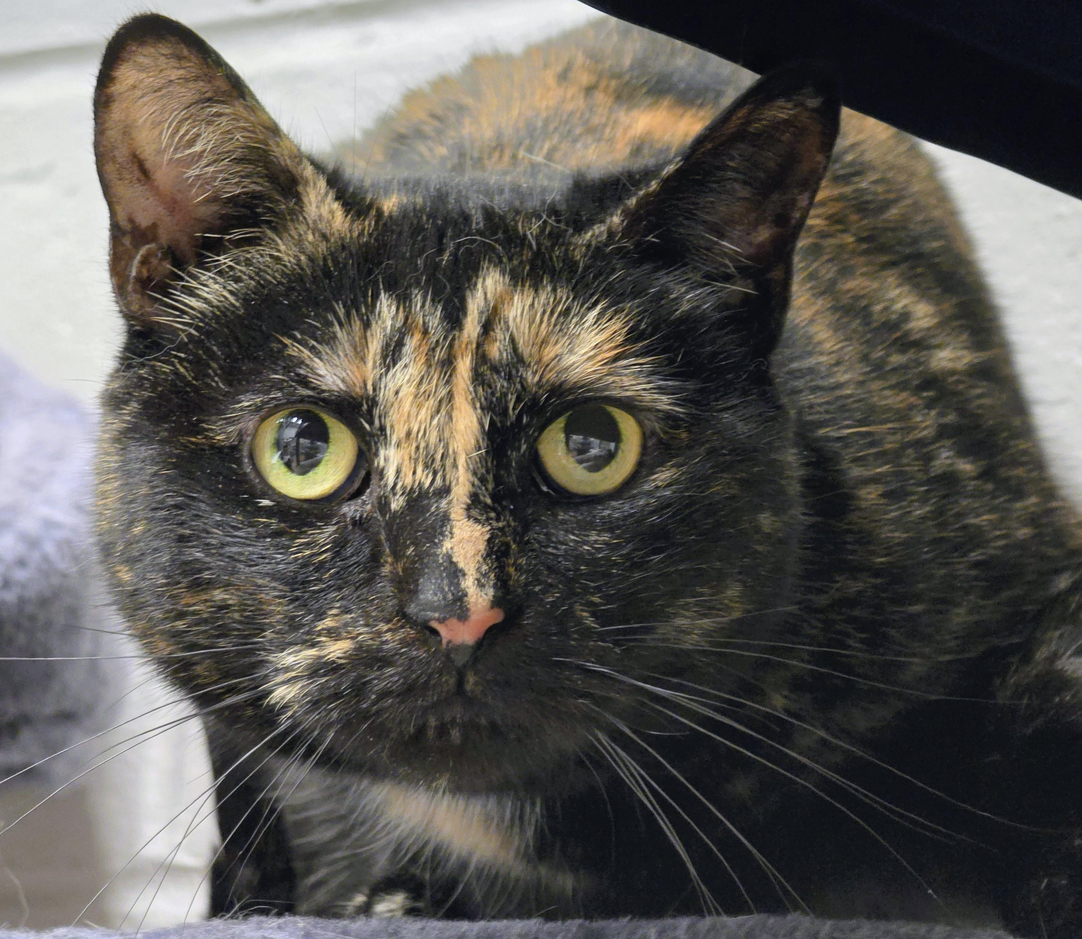 Enlarge 4-645 Turtle, a Adoptable mixed breed in Amityville, NY image 1/6