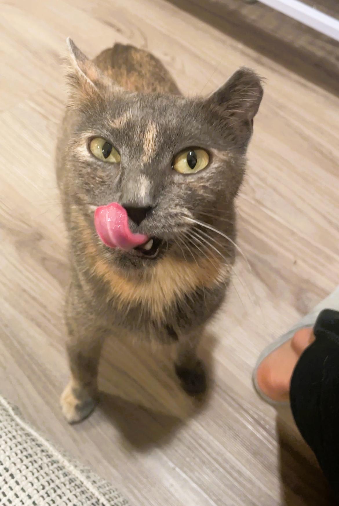 Enlarge Mizzy, an adopted Domestic Short Hair in South Ozone Park, NY image 1/6